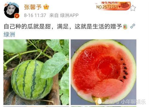 今日娱乐圈有什么瓜可以吃,明星动态、情感纠葛、作品曝光，精彩纷呈！