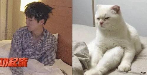 吃瓜娱乐的喵哥是谁啊图片,揭秘网络红人喵哥的吃瓜魅力”
