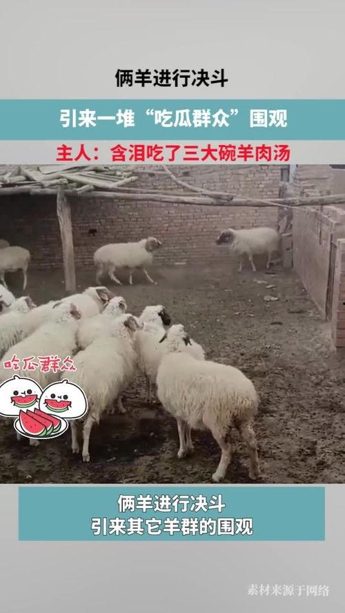 娱乐圈吃瓜羊了个羊,揭秘明星们的“羊群效应”