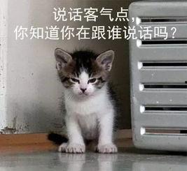 吃瓜娱乐的喵哥是谁啊,他是谁？为何成为热门话题？”