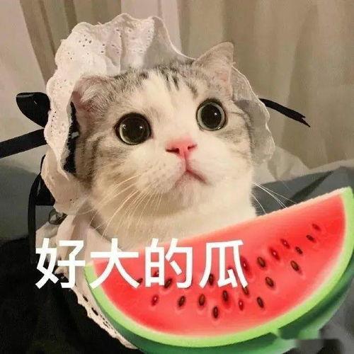 吃瓜娱乐的喵哥是谁啊,他是谁？为何成为热门话题？”