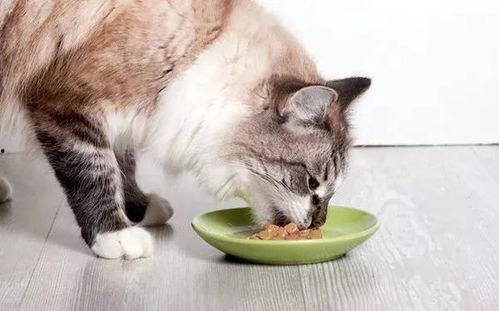 娱乐圈吃瓜猫咪是谁啊,揭秘网络红猫背后的故事
