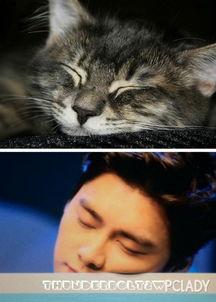 娱乐圈吃瓜猫咪是谁啊,揭秘网络红猫背后的故事