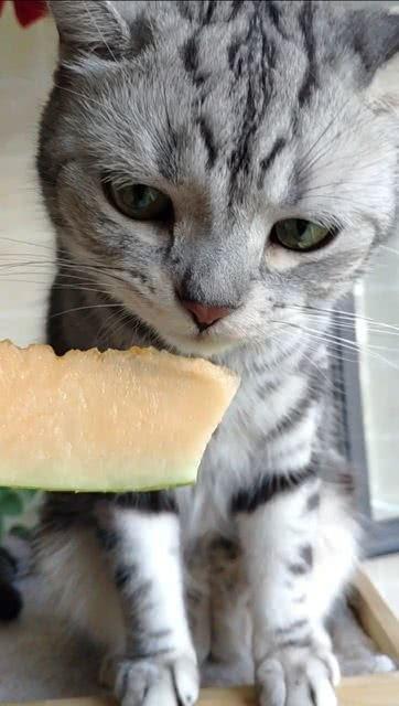 娱乐圈吃瓜猫咪是谁啊,揭秘网络红猫背后的故事