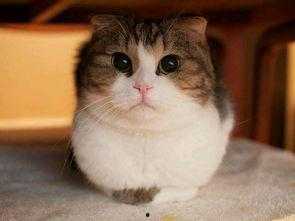 娱乐圈吃瓜猫是谁啊图片,揭秘网络红人的真实身份