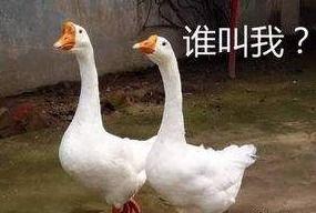 八鹅吃瓜菌会火不空娱乐,娱乐界的奇妙现象解析